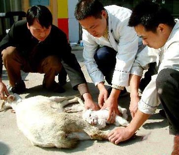 母羊临危产子，店主顿悟护生