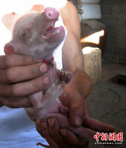 四川诞生&ldquo;人手猪&rdquo;.jpg