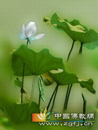 以观佛而修止观瑜伽