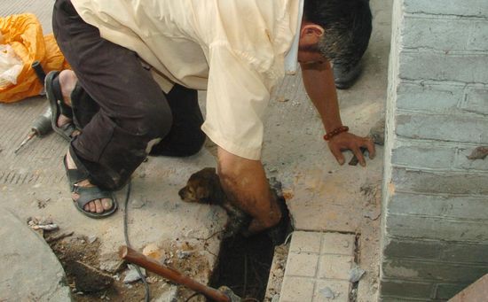 狗妈妈坚守下水道旁2天1夜救小狗