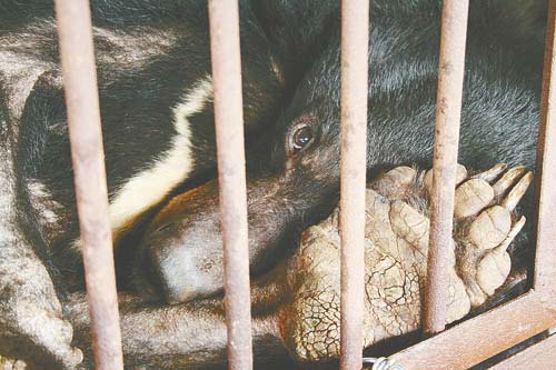 中国佛教故事网：母熊含泪杀子后愤而自杀