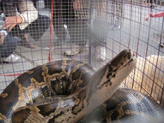 打坐时遇到大蟒蛇求救