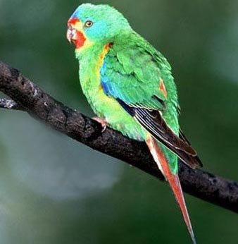 鹦鹉念佛,舌头不坏-中国佛教故事网