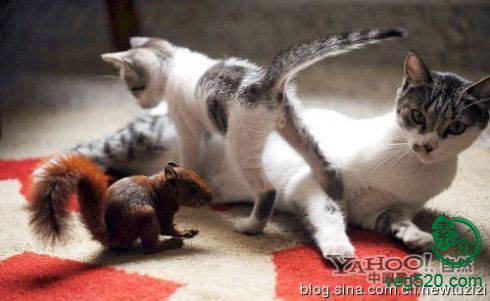 护生故事-受伤小松鼠有了猫妈妈