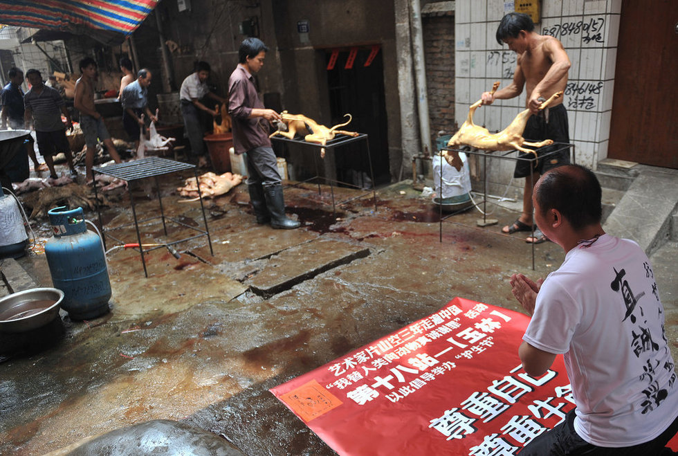 艺术家在狗肉市场下跪谢罪