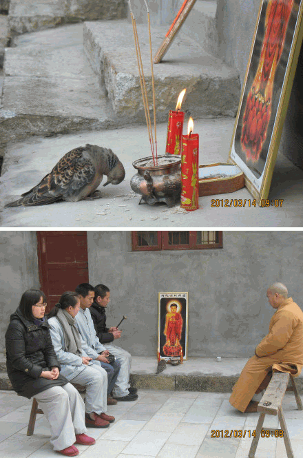 飞往东林化身窑求往生的斑鸠鸟-中国佛教故事网