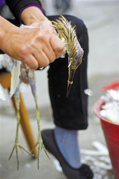 罗霄山大量候鸟迁徙路上遭杀戮