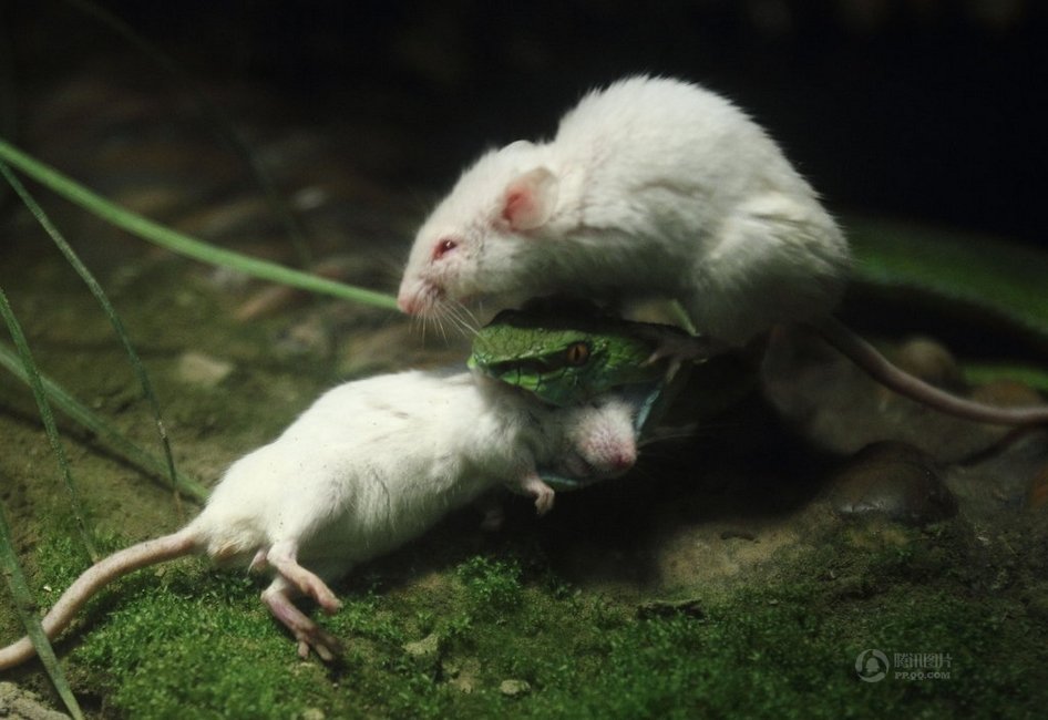 小白鼠被蛇吞 同伴奋力营救