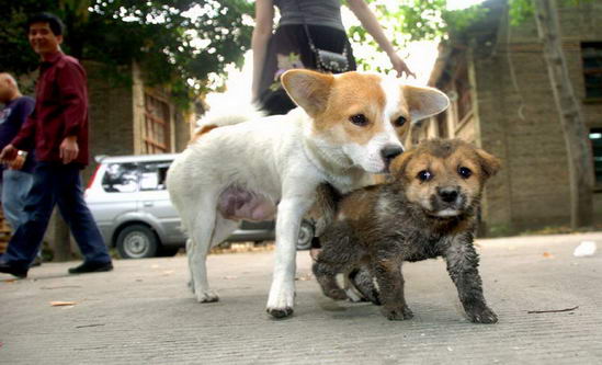 狗妈妈坚守下水道旁2天1夜救小狗3