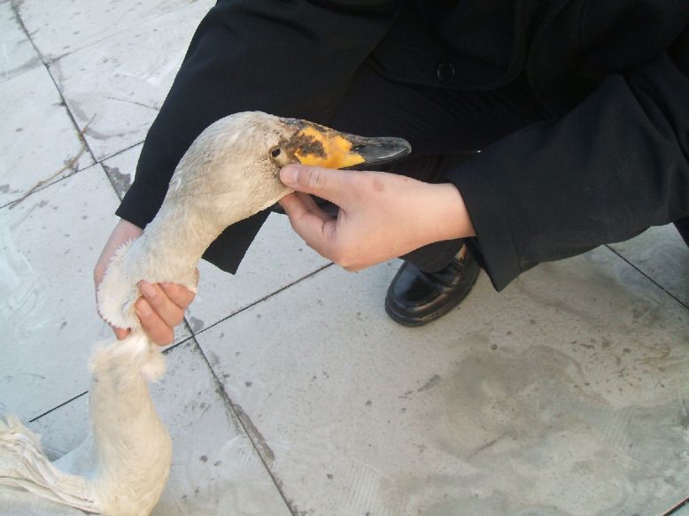 佛教故事:放生天鹅时,天鹅流泪了