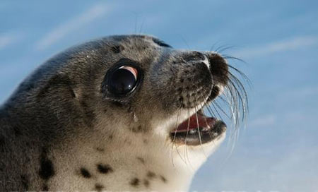 狐狸只要一件衣裳：中国佛教故事