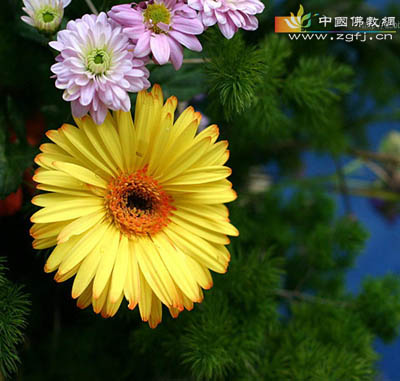 别忘了给自己的心灵种一朵花.jpg