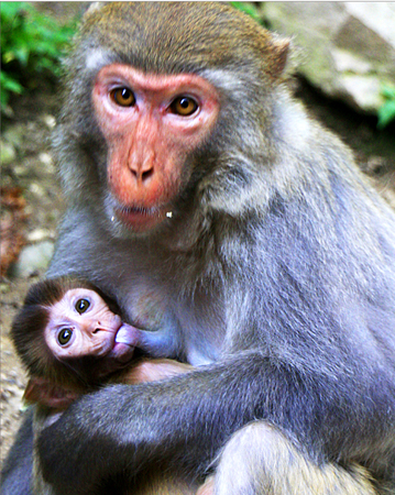 佛教护生故事:母子猴感动猎人