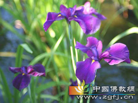 别在蓓蕾时忧心花的枯萎.jpg