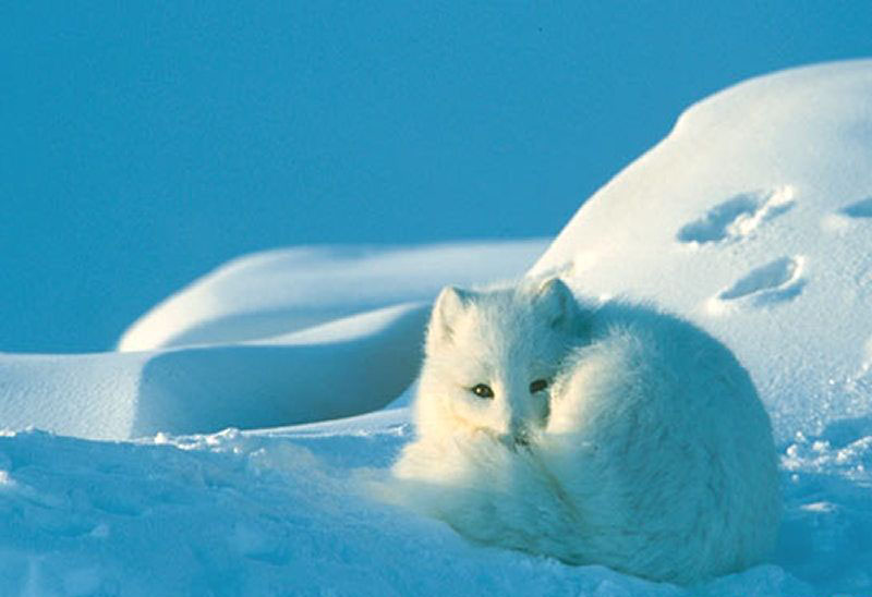 狐狸只有一件衣裳 中国佛教故事