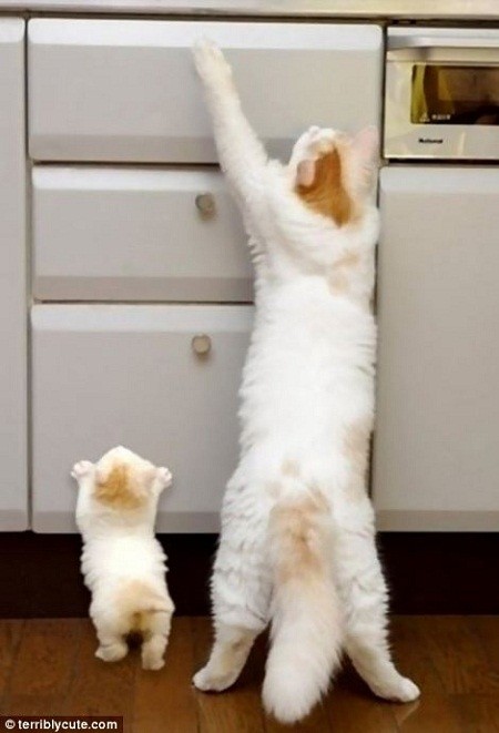 动物亲子萌照图集-猫妈妈教小猫扒抽屉