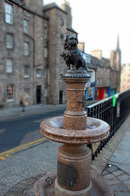 流浪狗守墓14年，为老人一饭之恩