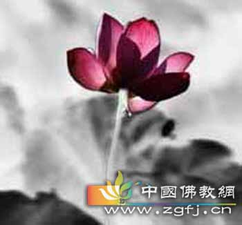 莲花枯荣.jpg