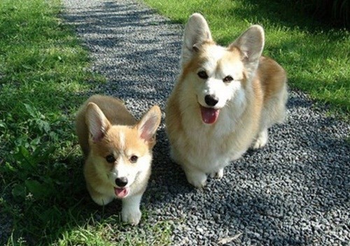 动物亲子萌照图集-小柯基犬