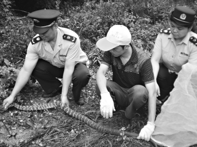 被救小蛇三年后每天护送农夫回家