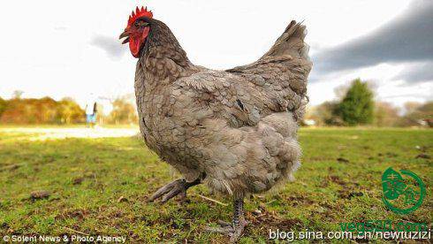 英母鸡下蛋预报天气