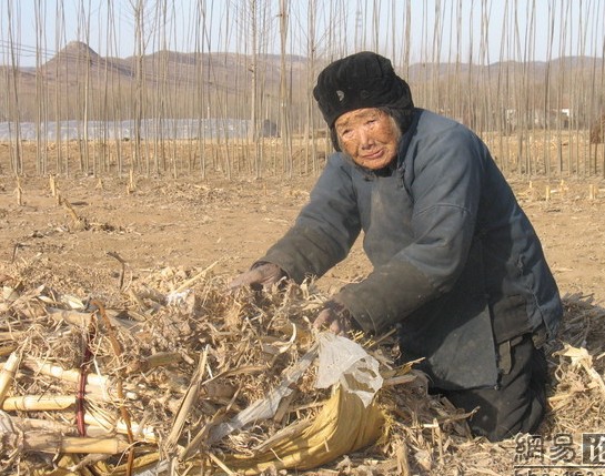 儿呀，娘想做你家的一条狗