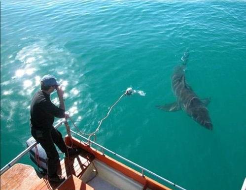 被他放生的大白鲨从此就跟定了他