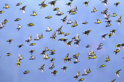 黄雀有灵知恩图报 协助恩人逮捕重犯.jpg