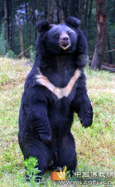 黑熊报恩记.jpg