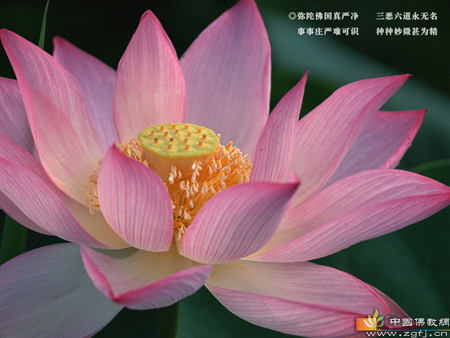 苦瓜泡过圣水(图文)
