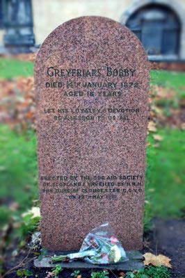 流浪狗守墓14年，为老人一饭之恩