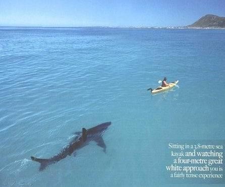 被他放生的大白鲨从此就跟定了他