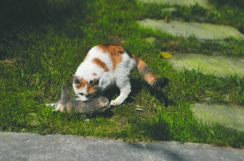 小猫被困门柱 猫妈妈苦守两天