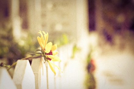 我与“小强”们的故事