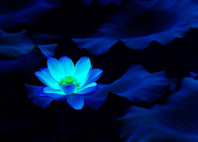 阿弥陀佛感应故事