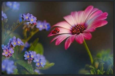 佛教故事－同学托梦投胎的故事－图片－花朵