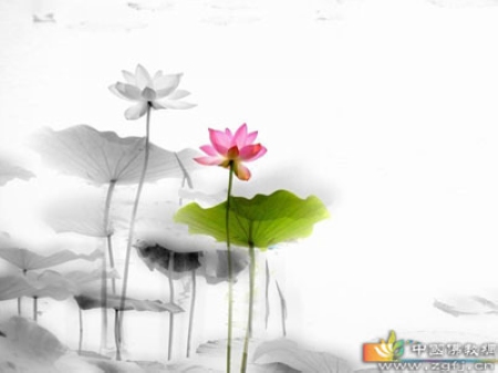 莲花