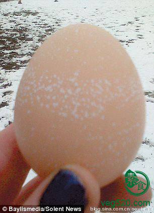 英母鸡下蛋预报天气