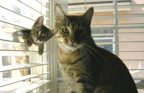 动物亲子萌照图集-小猫