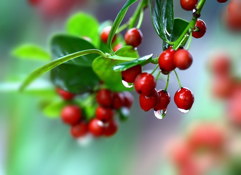 吉祥果又称鬼怖木 吉祥果又称鬼怖木