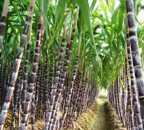 甘蔗 甘蔗