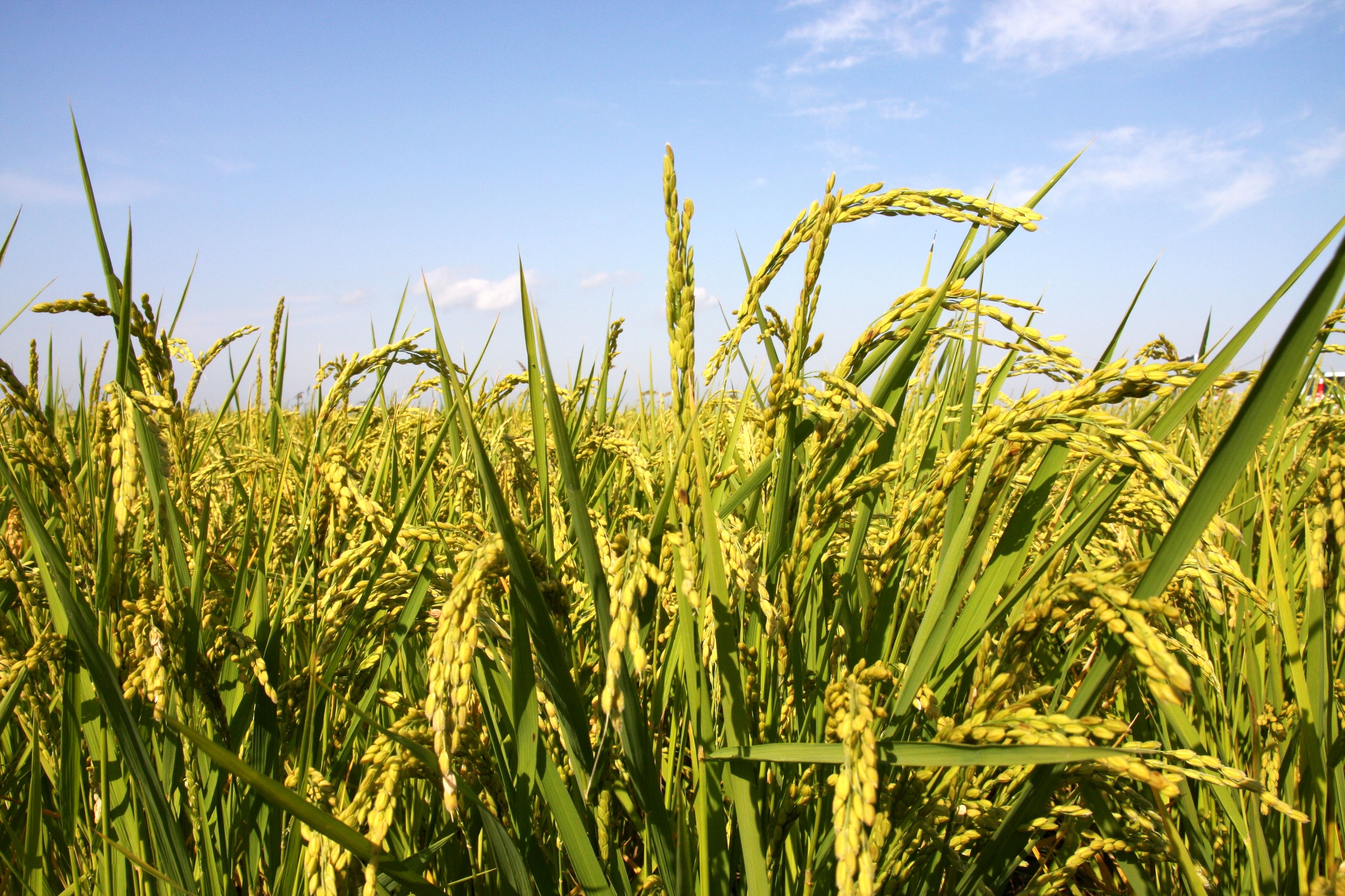 水稻在佛经中有何记载?