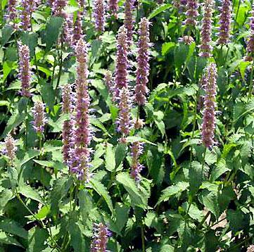 牛膝草(阿波末利迦草)在佛经中有何记载?