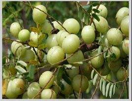 毗醯勒在佛经中有何记载?