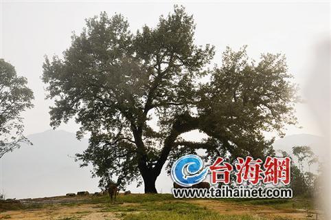 福建村民守护千年古寺 全村因此都姓“僧”