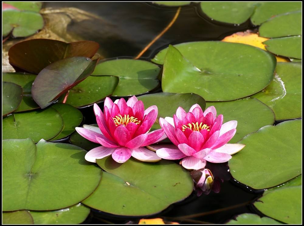 优钵罗花在佛经中有何譬喻?