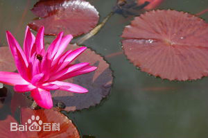 拘牟头花(拘物头华)在佛经中有何譬喻?