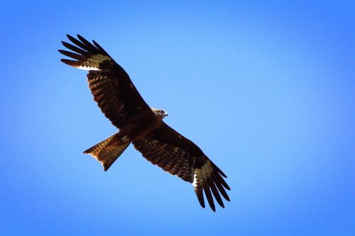 佛教中有哪些与鹰相关的用语?