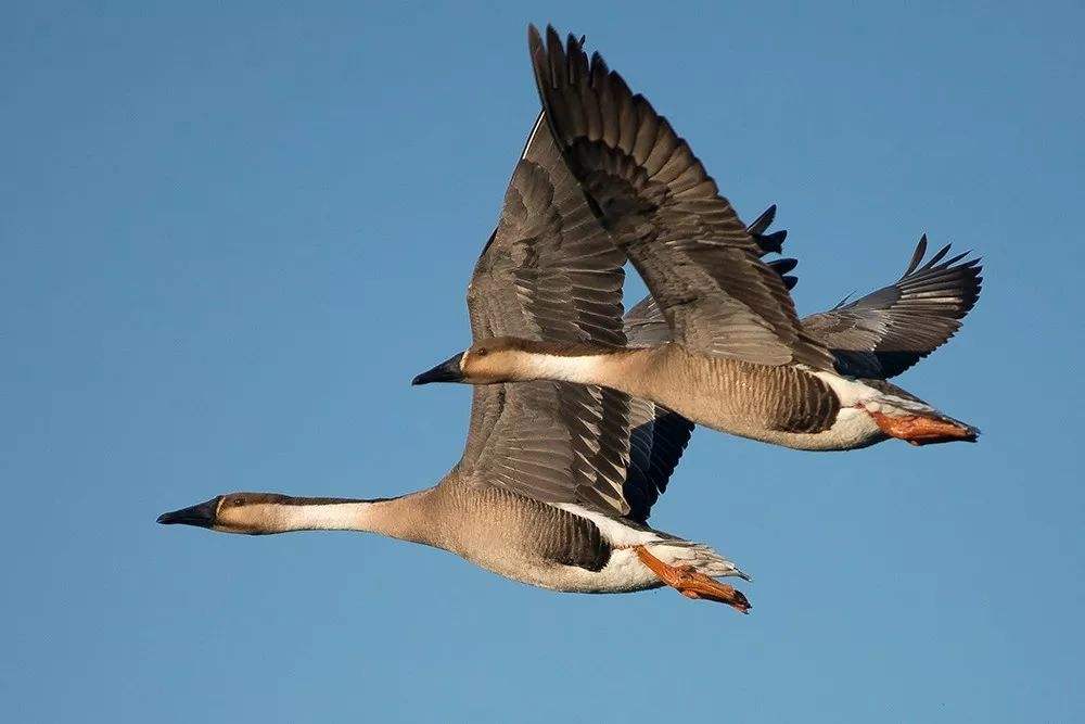 雁在佛经中有何譬喻?