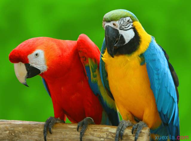 鹦鹉在佛教中有何譬喻?